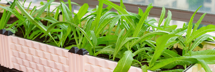 Mini horta