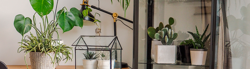 PLANTAS