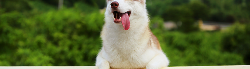 7 itens essenciais para deixar a vida do seu pet mais feliz