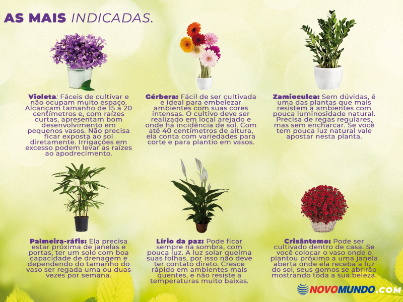 6 tipos de flores fáceis de cultivar em casa - Blog Novo Mundo